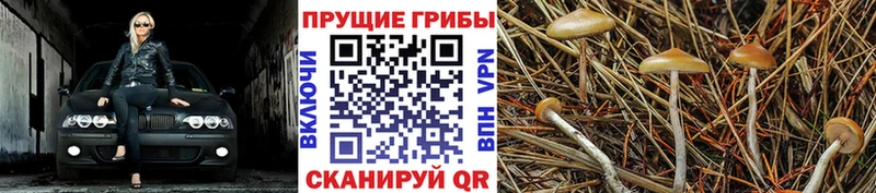 Галлюциногенные грибы GOLDEN TEACHER  Эртиль 